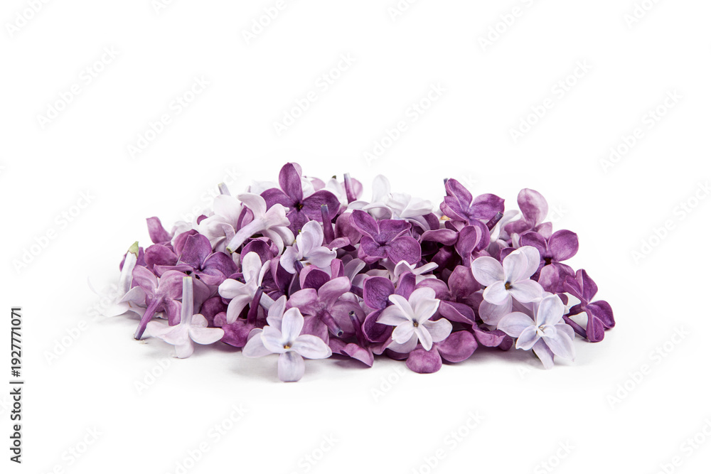 Obraz premium Syringa vulgaris, the lilac or common lilac, is a species of flowering plant in the olive family, Oleaceae.