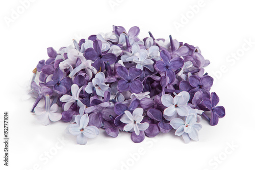 Foto Syringa vulgaris, the lilac or common lilac, is a species of flowering plant in the olive family, Oleaceae