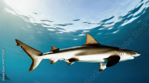 Lone Shark Swims Gracefully Underwater Reflecting Sunlight While Another Shark Is In The Background For Marine Life Wildlife Ocean Conservation Publications