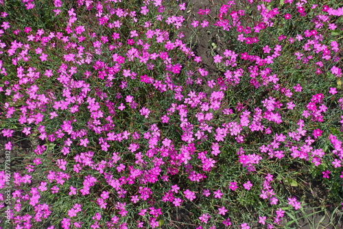 Top view of numerous magenta colored flowers of maiden pink in June