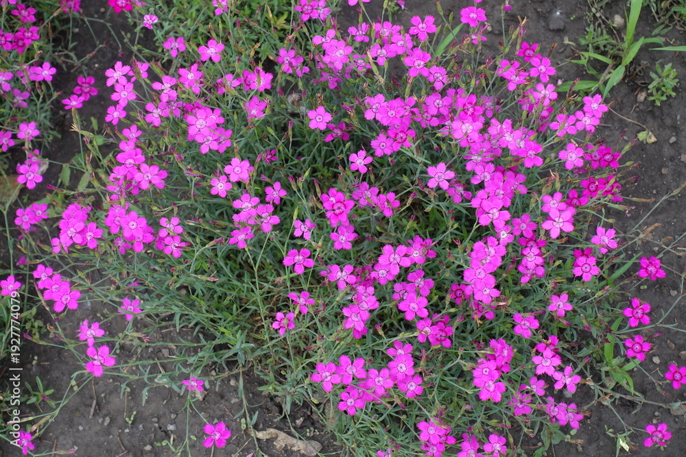 Obraz premium Vibrant magenta colored flowers of maiden pink in June