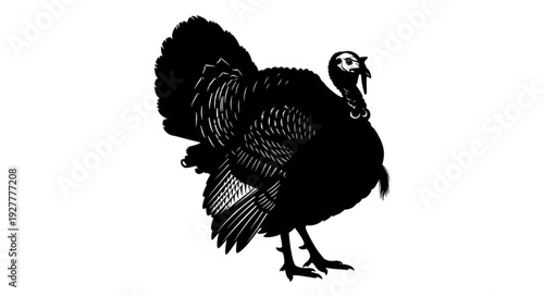 Black and White Turkey Bird.