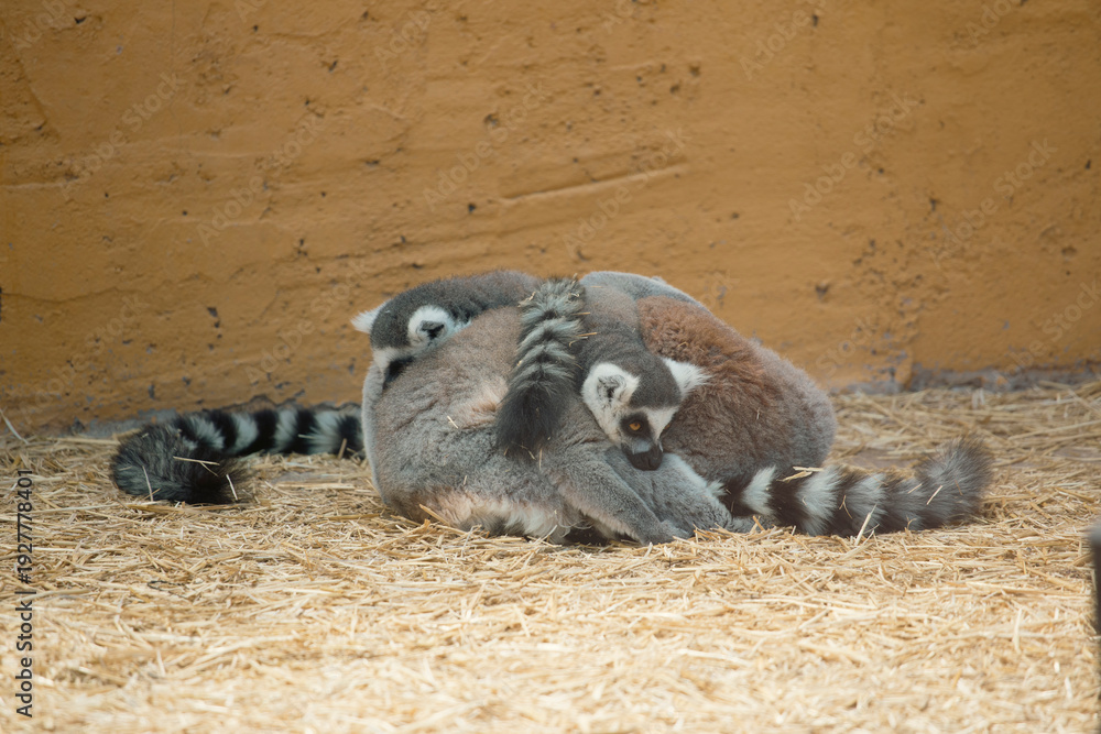 Obraz premium Group of ring-tailed lemurs huddling together for warmth with copy space on wall background
