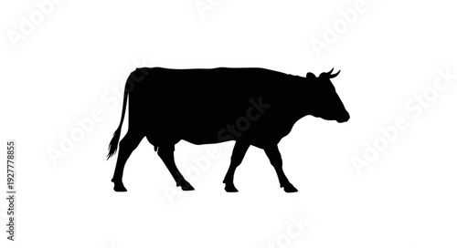 Black Cow Silhouette Walking.