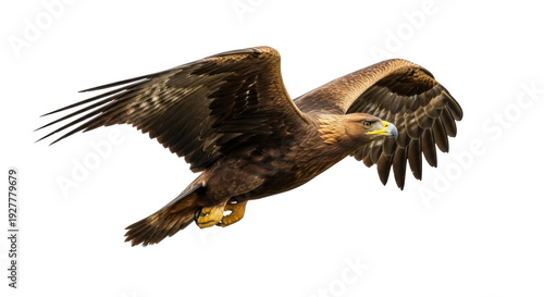 Billede på lærred Isolated Golden Eagle in Flight, Bird of Prey Spreading its Wings, Wildlife Pred