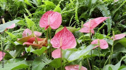 Red anthurium flowers in the garden.