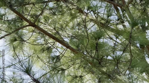 Pine trees in summer