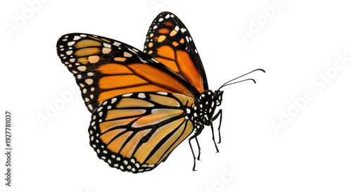 Fotografie Isolated monarch butterfly, close-up shot in studio lighting, perfect for conser