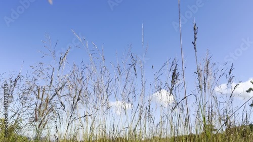 Wildflowers in the field in summer.