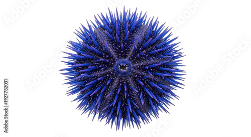 Bilde på lerret Isolated Blue Sea Urchin Spikes, Marine Creature Shell, Oceanic Echinoderm, Trop