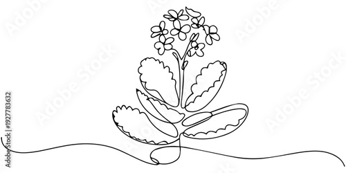 continuous one line drawing Kalanchoe blossfeldiana flower