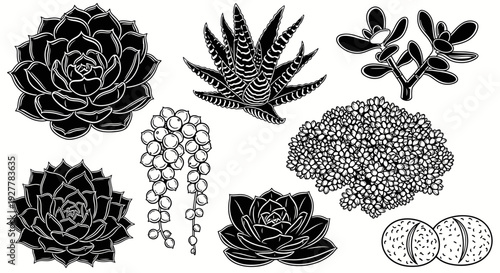 Diverse succulent plant collection in black and white line art.