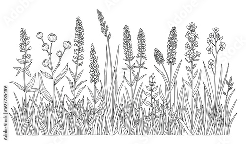 Black and white illustration of various wildflowers and grasses with detailed floral elements