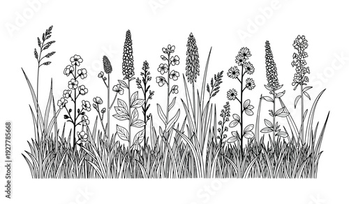 Black and white illustration of various wildflowers and grasses with detailed floral elements