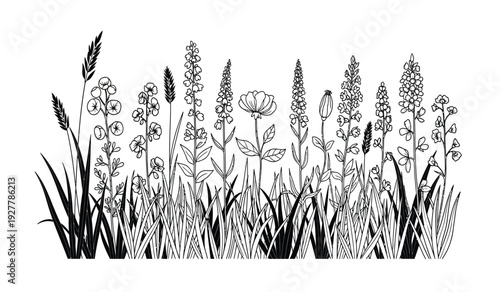 Black and white illustration of various wildflowers and grasses on isolated with detailed floral elements