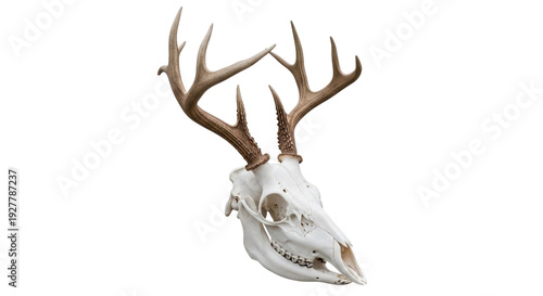 Obraz na płótnie Isolated Skull of a Deer with Antlers, Animal Remains of a Buck, Mammal Skeleton