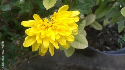 yellow flower in the garden