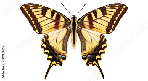 Isolated Eastern Tiger Swallowtail, Papilio glaucus, a butterfly species found in North America