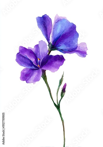 Watercolor floral illustration featuring purple blossoms on a thin stem with buds