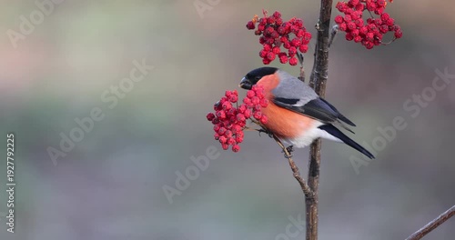 Male Eurasian bullfinch eating serval berries in an Atlantic forest in northern Spain at first light on a winter morning
