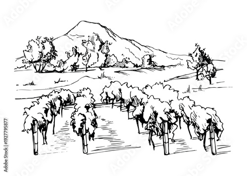 Classic vineyard landscape vista structured grapevine rows in rural scenery, mountains and trees on horizon. Isolated ink vector illustration hand drawn for wine industry visuals, restaurant menus.