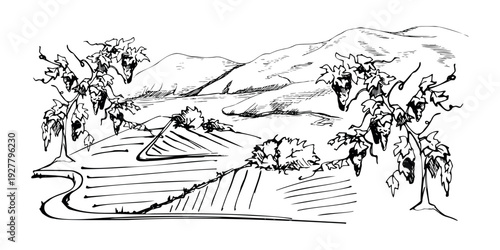 Rural landscape with agricultural fields leading toward mountain ranges, grapevines with grapes to harvest. Clean ink vector illustration hand drawn for sustainable agriculture graphics, eco tourism