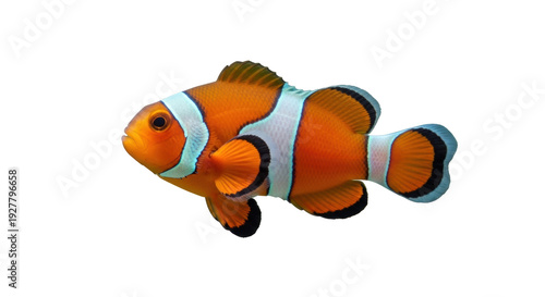 Isolated clownfish swimming right, in full view with stripes, fins, and gills visible
