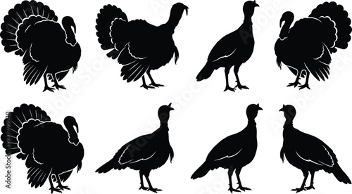 Turkey bird silhouettes collection in different poses, wild and domestic gobbler vector set isolated on white background for farm, wildlife, thanksgiving and poultry design