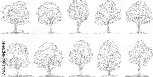Ten detailed black and white line of deciduous trees with varied canopy shapes and trunk structures standing on ground detail