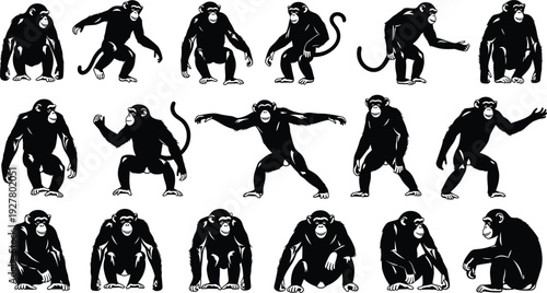 Black chimpanzee silhouettes set featuring various poses of apes standing and sitting isolated on white background for wildlife nature and primate design projects