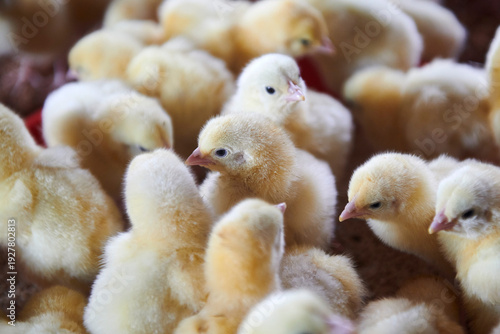 broiler chicks recently arrived at the breeding farm