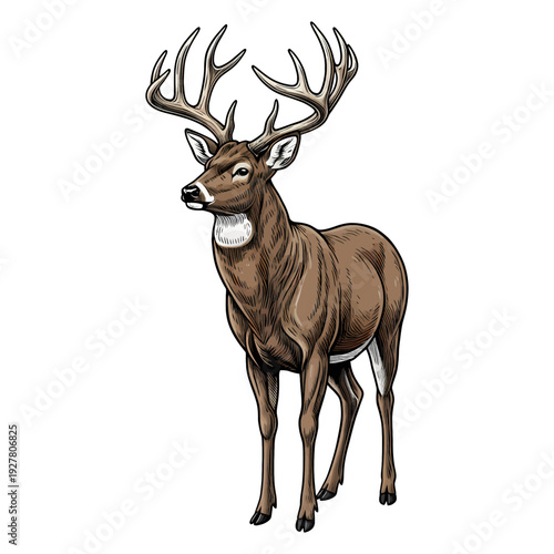 Majestic whitetail deer buck with large antlers standing isolated on white background