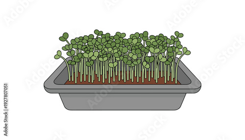 Vibrant microgreens growing in a gray container