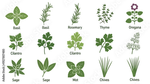 Collection of Fresh and Green Culinary Herbs Comme in a Botanical Illustration Set