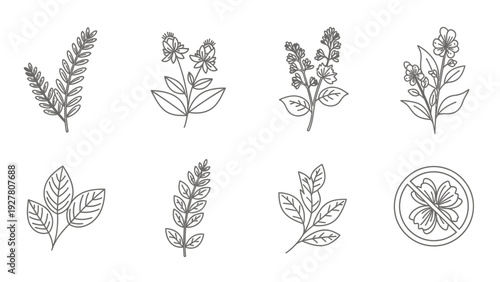 Collection of Line Art Botanical Illustrations Featuring Varied Flower and Leaf Designs for