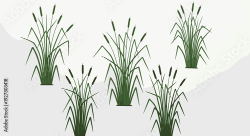Group of Green Cattails in Pots.
