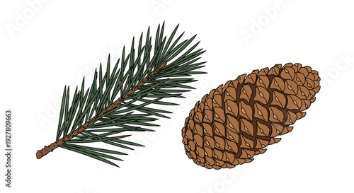 Pine Cone and Branch Closeup.