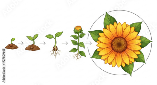 Sunflower growth stages from seed to bloom illustrating plant development and life cycle