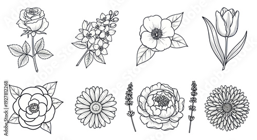 Collection of hand drawn botanical flower outlines