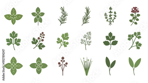 Assorted Herbal and Plant Illustrations Showcasing Various Leaf and Flower Designs