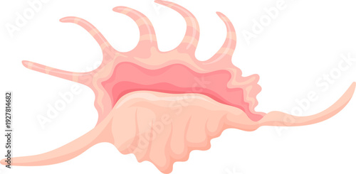 Spider conch shell. Tropical ocean aquatic decoration