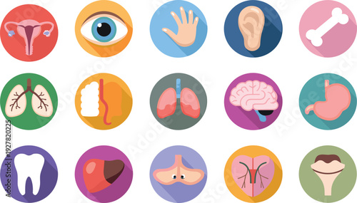 Flat vector illustration of human internal organs icons set featuring anatomy, healthcare, biology, and medical education concept in colorful circular design for infographic use