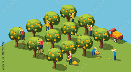 Farmers Harvesting Fruit from Trees on Hill.