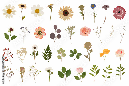 Variety of pressed flowers and botanical elements on a white background