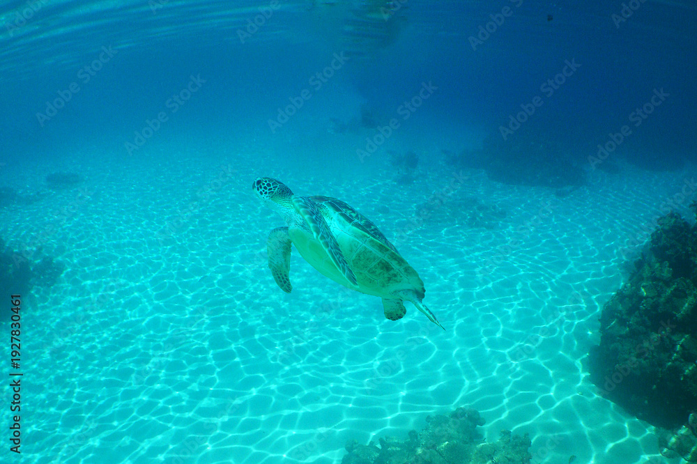Obraz premium a sea turtle on a reef in the caribbean sea