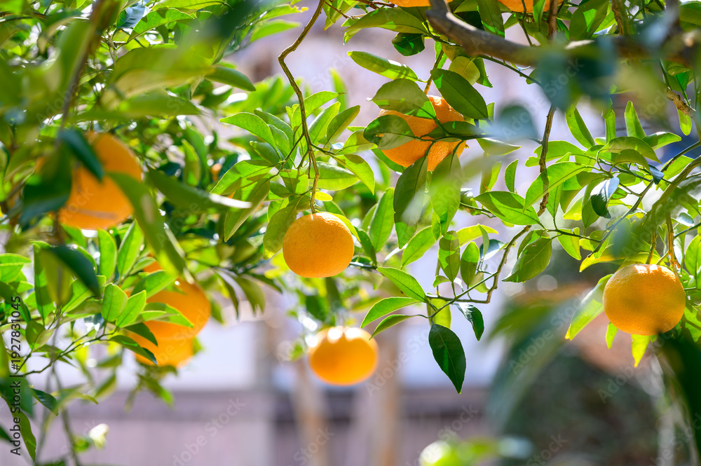 夏みかん Photography Poster 山口県萩市の城下町に実る夏みかん 青空と伝統的な