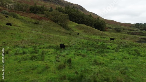 Amazing drone video over Loch Lugnaig, near Ardchullarie More, Scotland, taken during a lovely autumn day while roadtripping along Scottish countryside. We saw a bunch of cows