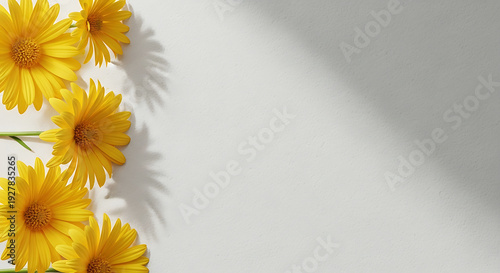 Bright yellow daisies arranged along a textured white wall with gentle shadows