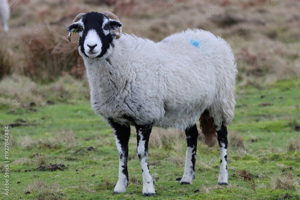 Fototapeta premium Blackface sheep in a field