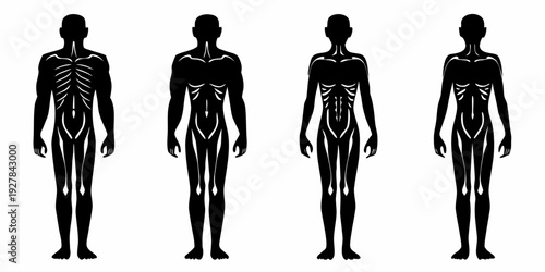 Four silhouettes depicting progressive stages of human muscle and skeletal structure